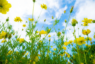 Close-up of yellow flowering plants on field against sky