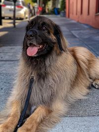 Close-up of dog looking away while sitting on street