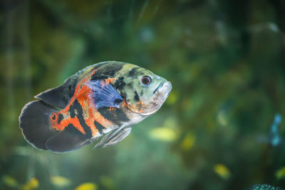 Close-up of fish swimming in sea