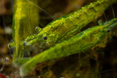 Close-up of green leaf