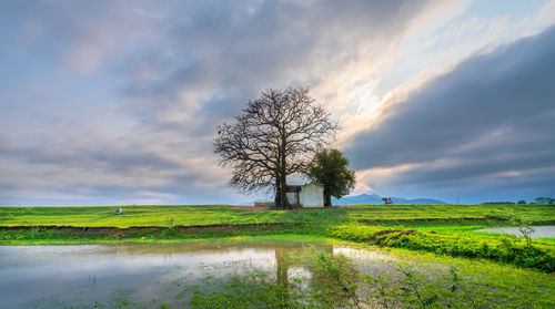 Scenic view of agricultural field against sky