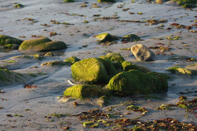 Close-up of mossy rocks on shore at beach