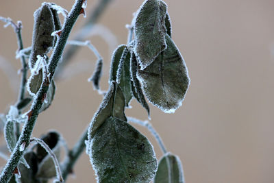 Close-up of frozen plant during winter