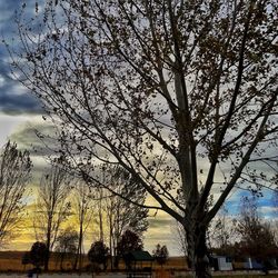 Tree against sky during sunset