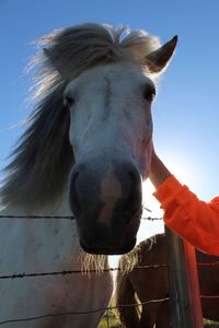 Close-up portrait of a horse