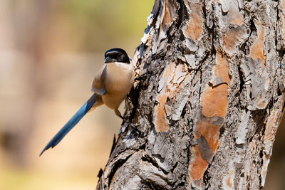 Close-up of bird perching on a tree