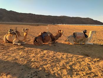 Hay bales in a desert