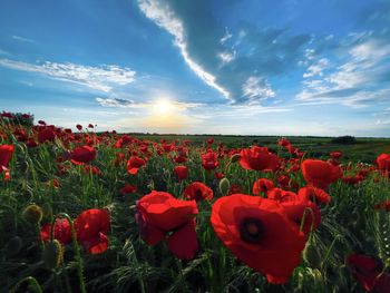 Sunset over field of poppies