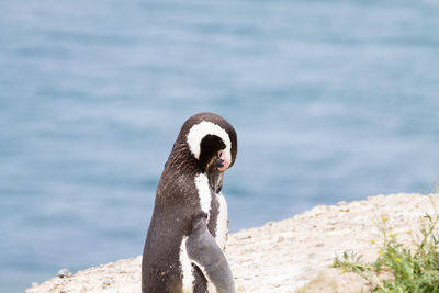 Close-up of a bird on beach