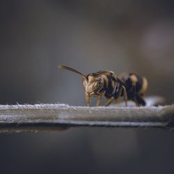 Close up paper wasps