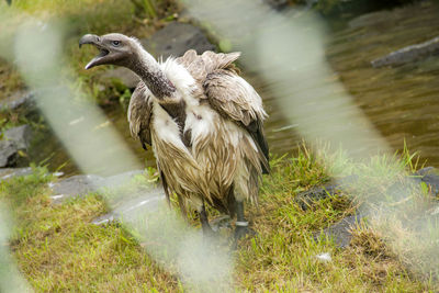 Close-up of bird perching on grass