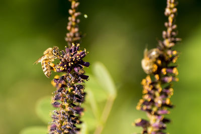 Close-up of bees on plant