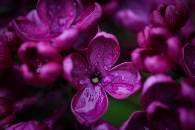 Close-up of wet pink flowers