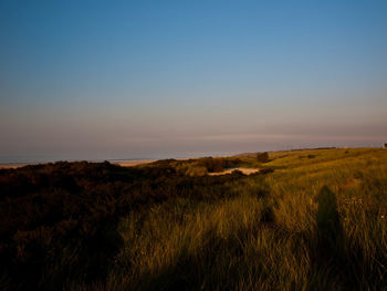 Scenic view of field against clear sky