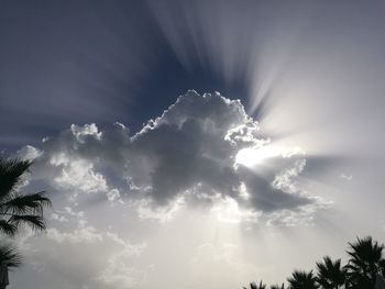 Low angle view of tree against sky