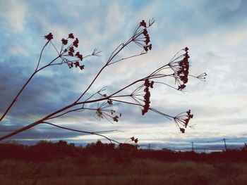 Low angle view of plant on field against sky