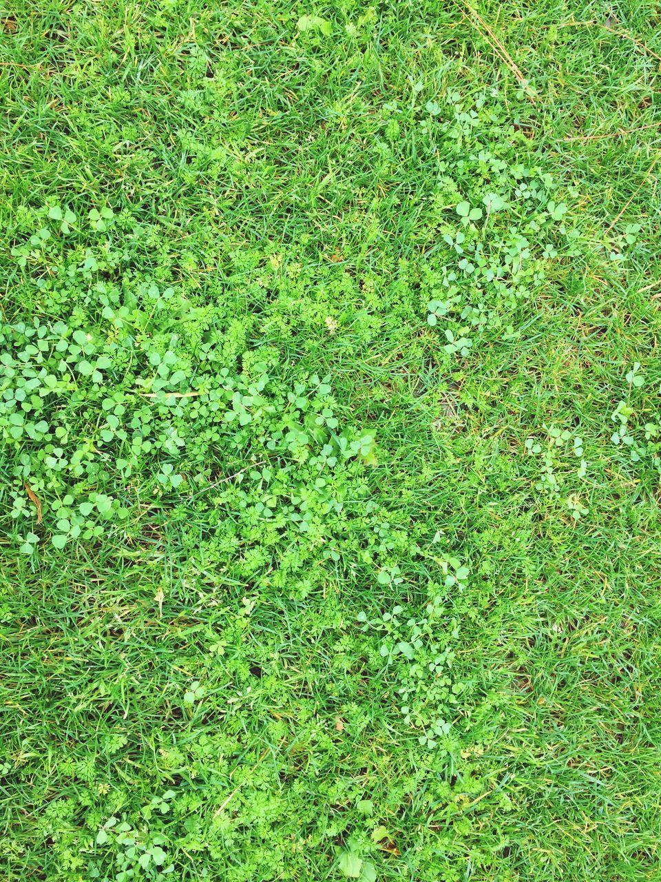 CLOSE-UP OF GRASS GROWING ON ROCK