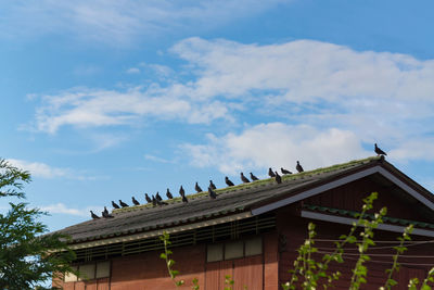 Low angle view of birds perching on roof of building