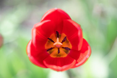 Close-up of red tulip