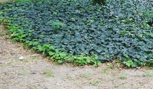 Close-up of plants growing on field