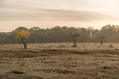 Trees on field against sky during sunset