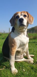 Close-up of a dog on field