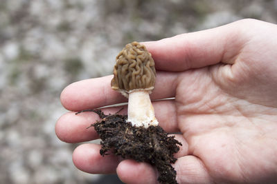 Cropped image of hand holding mushroom