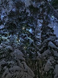 Low angle view of pine tree