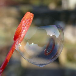 Close up of plant against blurred background