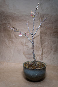 Cherry blossom bonsai