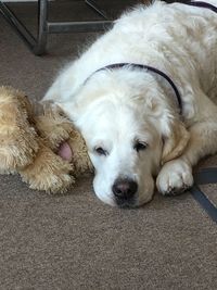 Close-up of dog sleeping on rug at home