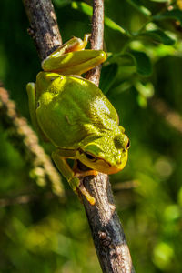 Close-up of lizard on tree