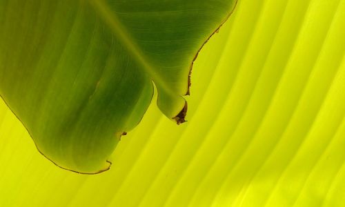 Close-up of  banana leaves