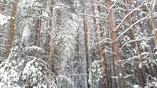 Snow covered trees in forest