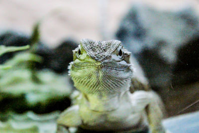 Close-up of a lizard