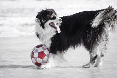 Dog playing with ball on beach