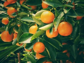 Orange fruits on tree