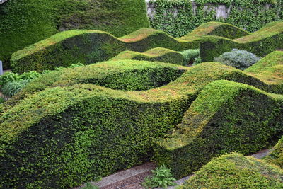 High angle view of plants growing on tree