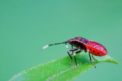 Close-up of insect