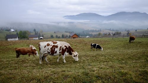 Cows grazing in a field