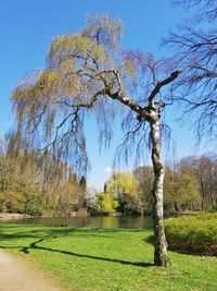 Scenic view of trees by lake against sky