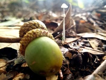 Close-up of fruits growing on field