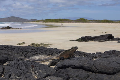 View of driftwood on beach