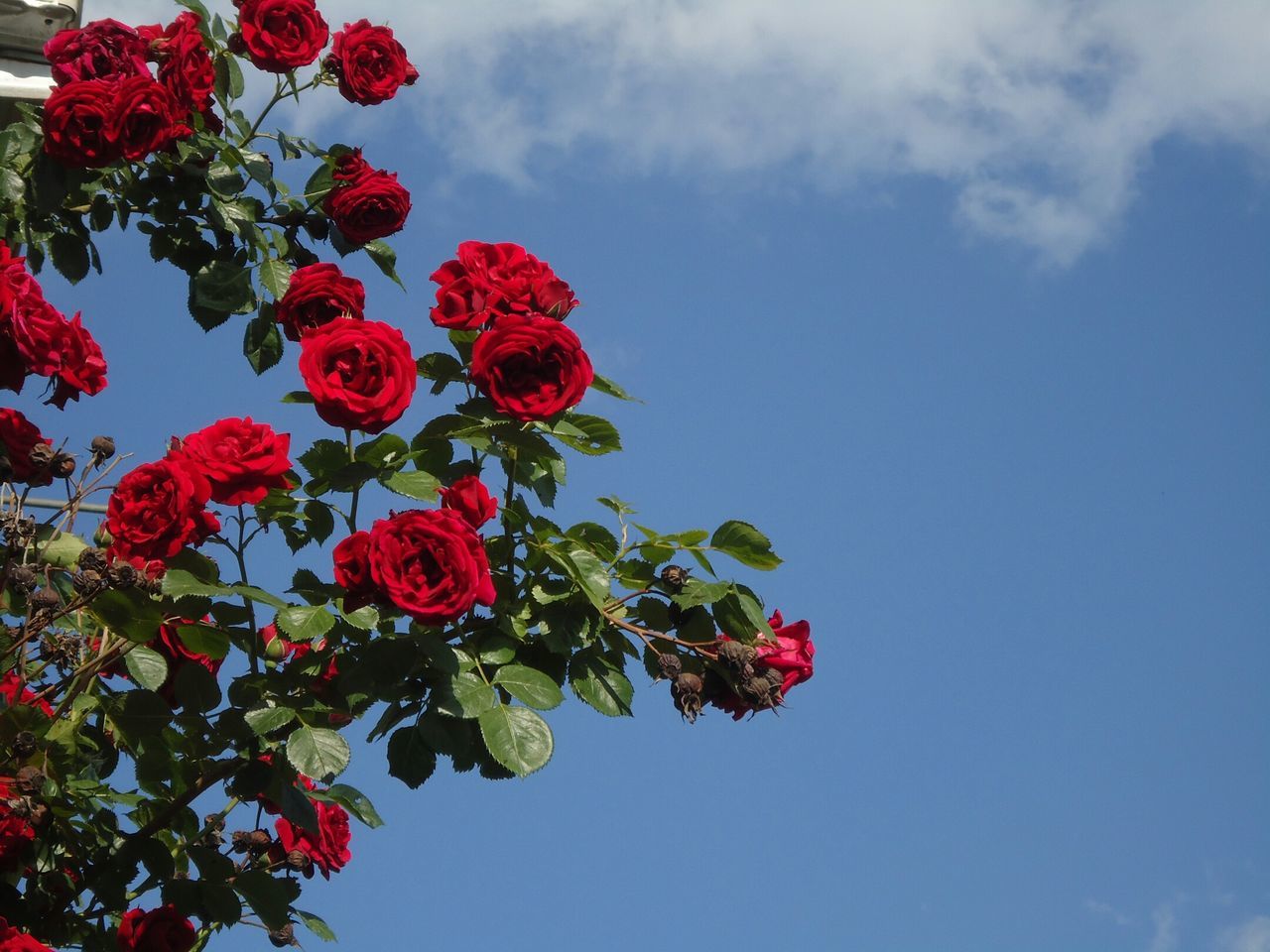 The roses & sky