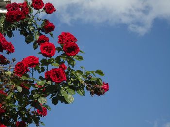 Low angle view of red flowers