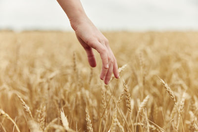 Midsection of wheat growing on field