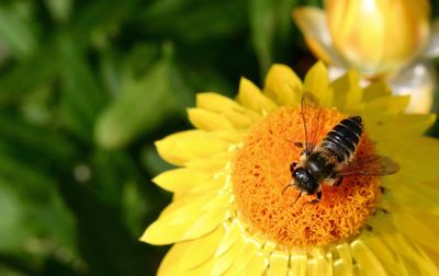 Close-up of honey bee on yellow flower