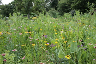 View of flowers growing in park