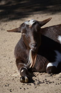 Portrait of an animal on land