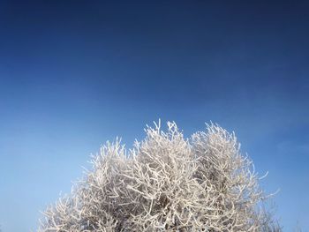 Low angle view of plants against clear blue sky